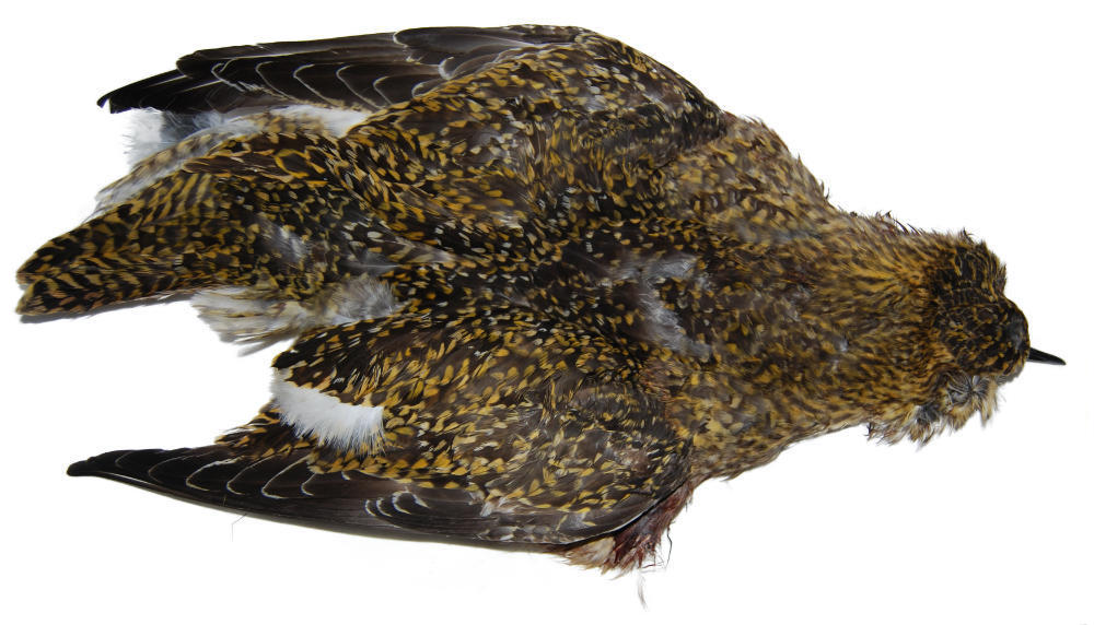 Ruffed Grouse Skin - Fly Tying Feathers